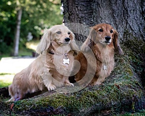 Two dachshund dogs