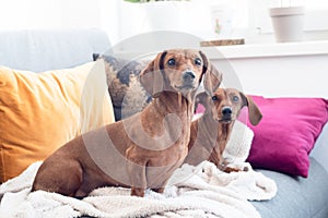 Two dachshund dogs indoor on sofa cusions and plaid