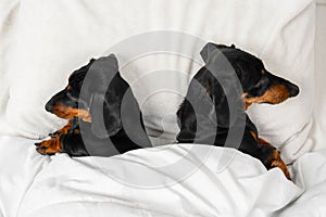 Two dachshund dogs sleep under warm blanket with their backs to each other like quarreled spouses, top view, copy space