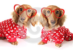 Two Dachshund puppy dogs wearing red valentines day pajamas with white hearts