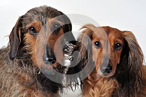 Two dachshunds