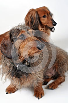 Two dachshunds