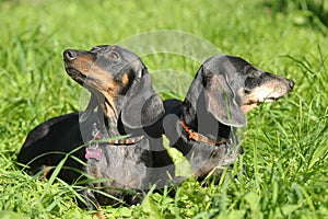 Two dachshunds