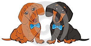 Two dachshunds boys