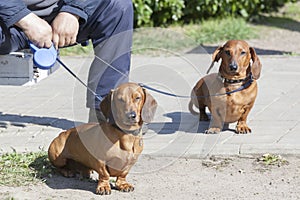 Two dachshunds on a lead with the owner