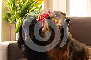 Two dachshunds sitting on a brown couch with red and yellow tulips. Small longhaired wiener dogs in flowers at home