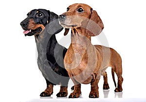 Two Dachshunds staying in the white studio floor