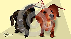 Two dachshunds on a walk on a walk. Realistic vector illustration