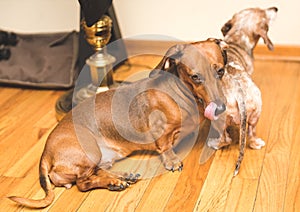 Two adult dachsunds sitting next to each other