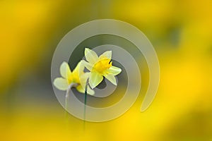 two daffodil flowers