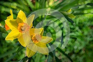 Two Daffodils from Above