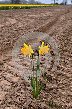 Two daffodils in a field