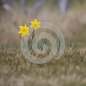 Two Daffodils in a field in spring, Scotland, United Kingdom