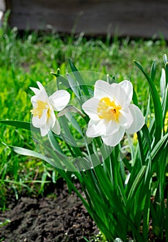 Two daffodils growing on the flower bed