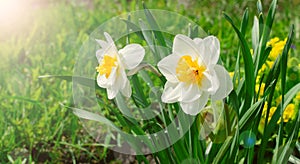 Two daffodils growing on a sunny day