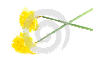 Two Daffodils on White Background