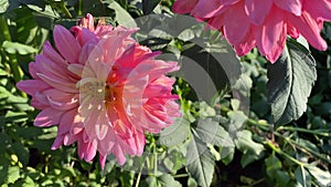 Two dahlia buds. Pink flowers, semi-cactus dahlias.