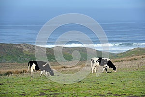 Two dairy cows grazing by ocean