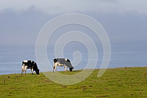 Two dairy cows grazing by ocean