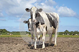 Two dairy cows, one cow hiding behind the other cow, are standing in a mud field, black and white cattle