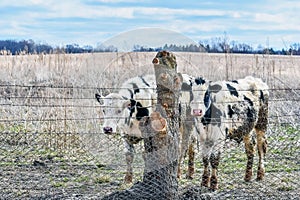 Two Dairy Cows Standing By Fence