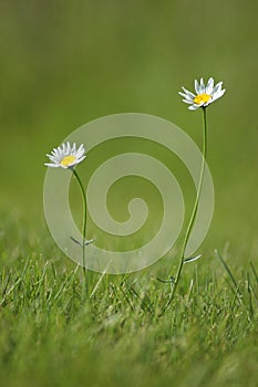 Two Daises Reaching For The Sun