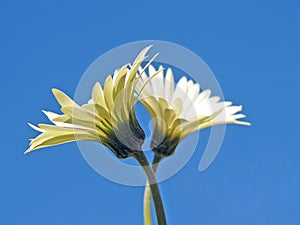 Two daisies on blue sky