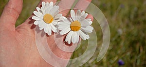 Two daisies flowers on one hand