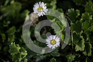 two daisies, spring mood, happyness photo