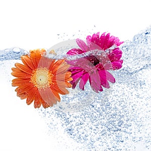 Two daisies into the water