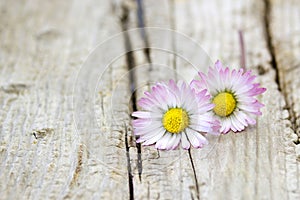 Two daisies on wooden background