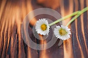 Two daisies on wooden table, seasonal flower background