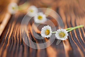 Two daisies on wooden table, seasonal flower background