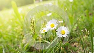 two daisy flowers in the green grass