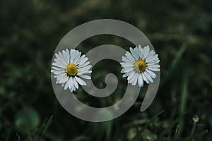Two daisy flowers on green grass background top view, summer and spring background