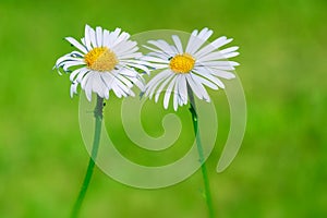 Two daisy flowers on natural green blur background, love sign