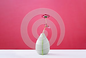 Two daisy spring flower near a tiny gren glass vase on magenta red photo