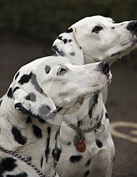 Two dalmatian dogs