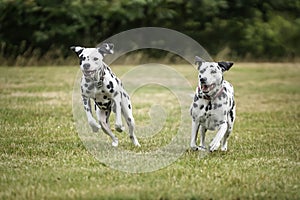 Two Dalmatian Dogs running from right to left in a field