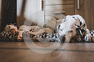 Two Dalmatian dogs sleeping in a cozy home