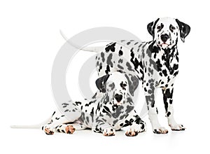 Two Dalmatian dogs together