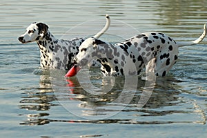 Two dalmatian dogs in water with toy