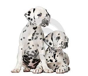 Two Dalmatian puppies