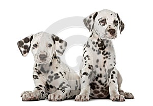 Two Dalmatian puppies