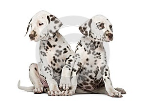 Two Dalmatian puppies