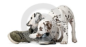 Two Dalmatian puppies chewing shoes