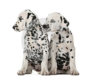 Two Dalmatian puppies sitting