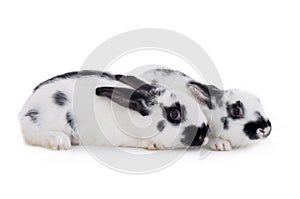 Two Dalmatian rabbit isolated on a white