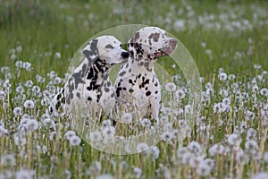 Two dalmatian sitting on meadow