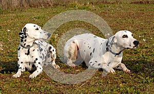 Two Dalmatians